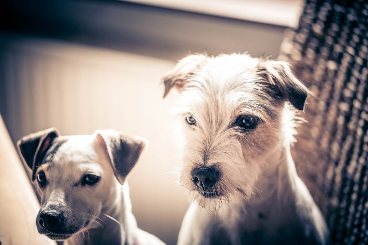 9 de cada 10 adopciones de perros en protectoras tienen éxito: la raza no es un freno para crear un vínculo con el animal